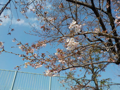 千束公園桜２.JPG