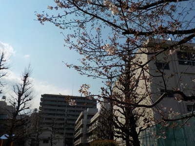 千束公園桜１.JPG