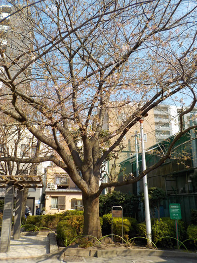 千束公園桜４.JPG