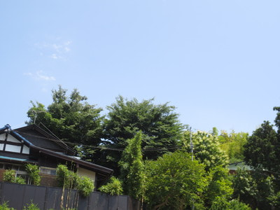 IMG_9245夏空と緑.JPG